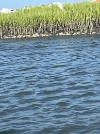 An unclear image showing water and vegetation, lacking identifiable subjects or clarity.