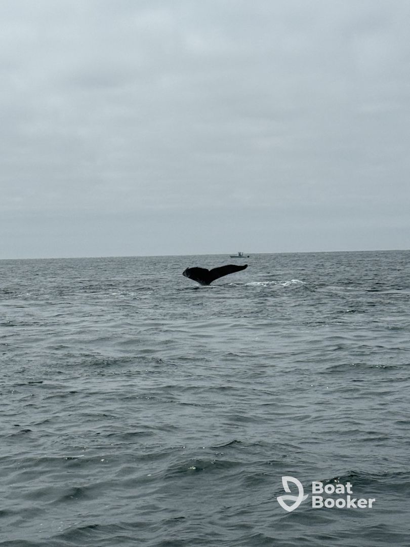 While watching and fishing