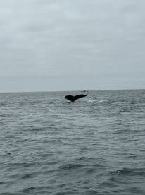 A majestic whale tail breaches the surface of the ocean, showcasing the beauty of marine wildlife — a captivating moment for nature enthusiasts.