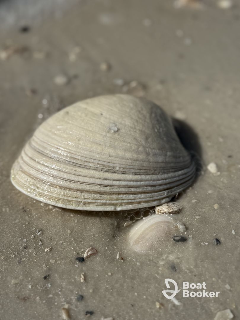 Great shelling tour