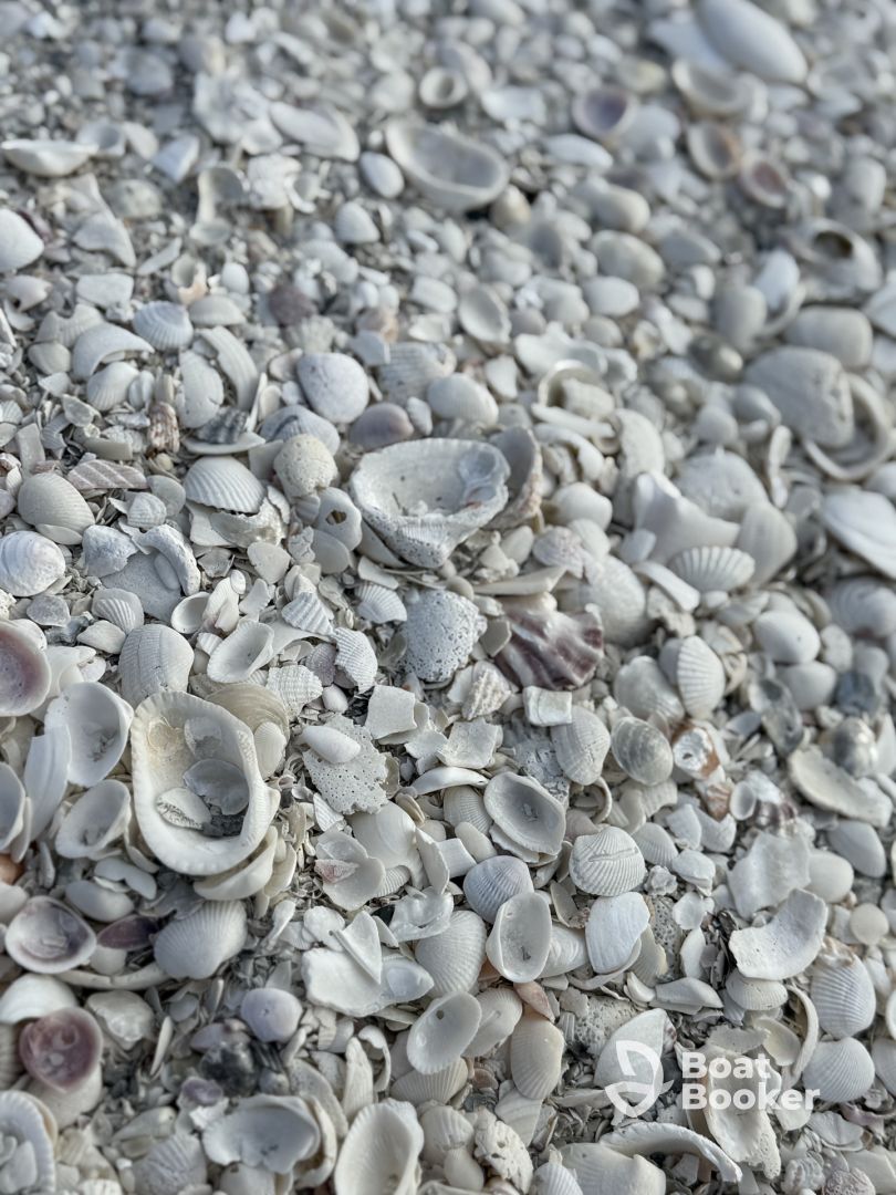 Great shelling tour