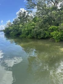 A serene view of mangroves along the water's edge, capturing the natural beauty of the landscape.