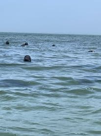 A group of seals can be seen swimming in the ocean, showcasing a serene wildlife moment in their natural habitat.