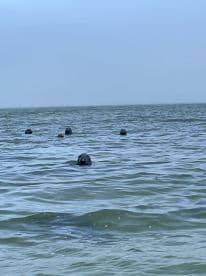 A group of seals can be seen swimming in the calm waters, showcasing a serene wildlife encounter perfect for nature enthusiasts.