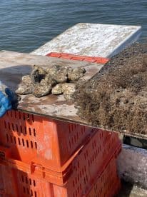 A collection of freshly harvested oysters displayed on a wooden surface, showcasing the bounty of the sea — perfect for seafood lovers and culinary experiences.