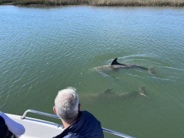 Guests observe dolphins swimming in the clear waters, showcasing a beautiful wildlife encounter during a boating trip.