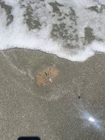 A close-up of a sand dollar resting on the beach, surrounded by gentle waves — a beautiful example of coastal wildlife.