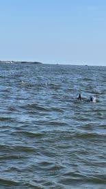 A captivating view of dolphins swimming in the open water, showcasing the beauty of marine wildlife encounters.
