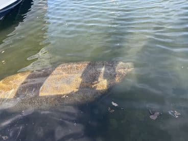 A serene view of a manatee swimming in calm waters, showcasing the beauty of marine wildlife in its natural habitat.