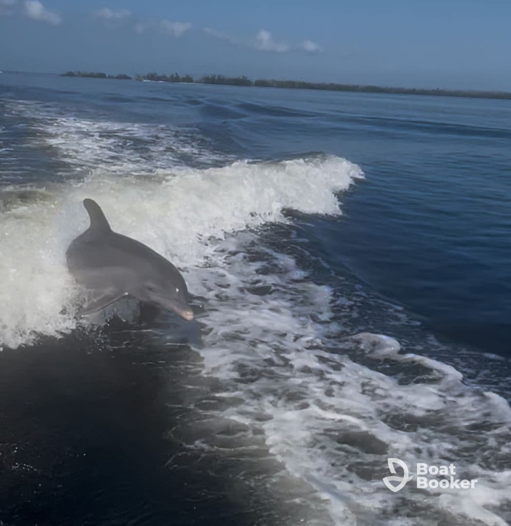 A playful dolphin leaps through the waves, showcasing the beauty of marine wildlife in its natural habitat — a captivating moment for nature lovers.