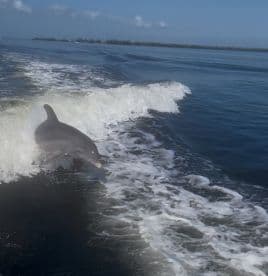 A playful dolphin leaps through the waves, showcasing the beauty of marine wildlife in its natural habitat — a captivating moment for nature lovers.