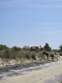 A group of wild horses grazes along the sandy beach, showcasing the natural beauty of coastal wildlife.