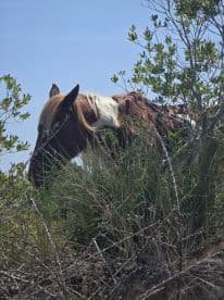A close-up view of a horse grazing among the greenery, showcasing the beauty of wildlife in its natural habitat.