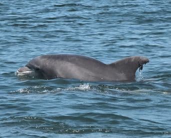A dolphin gracefully swims through the clear waters, showcasing the beauty of marine wildlife in its natural habitat.