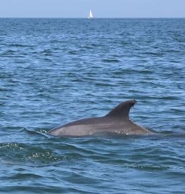 A close-up view of a whale surfacing in the ocean, showcasing the beauty of marine wildlife in its natural habitat.