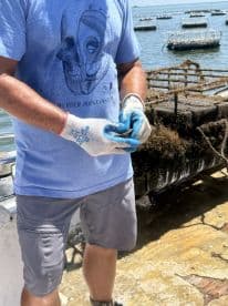 A worker engages in oyster farming, showcasing the hands-on experience of marine life cultivation in a scenic coastal setting.