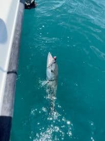 A close-up shot of a fish caught while fishing in clear turquoise waters, showcasing the thrill of the catch in a vibrant marine environment.