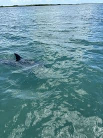 A close-up view of a shark swimming in clear turquoise waters, showcasing the beauty of marine wildlife in its natural habitat.