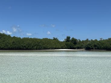 A serene view of a mangrove coastline with crystal-clear waters, showcasing the natural beauty of the area — perfect for eco tours and nature lovers.