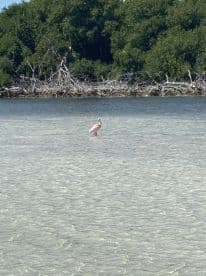 A solitary pelican stands gracefully in shallow waters, surrounded by lush mangroves, showcasing the beauty of wildlife in its natural habitat.