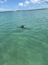 A dolphin gracefully swims through the clear turquoise waters, showcasing the beauty of marine wildlife in its natural habitat.