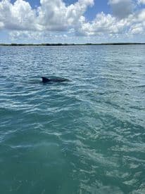 A dolphin gracefully swims in the clear waters, showcasing the beauty of marine wildlife in its natural habitat.