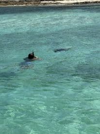 A snorkeler explores the clear waters, encountering a stingray in a vibrant marine environment — a thrilling wildlife experience.