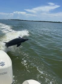 A playful dolphin leaps from the water, showcasing its agility and grace in a beautiful marine setting — a captivating moment for wildlife enthusiasts.