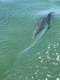 A close-up view of a dolphin swimming gracefully in clear waters, showcasing the beauty of marine wildlife encounters.