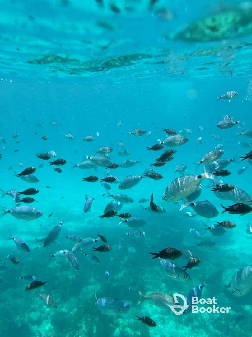 A vibrant underwater scene showcasing a school of fish swimming in crystal-clear waters, perfect for snorkeling and marine life enthusiasts.
