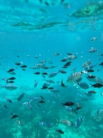 A vibrant underwater scene showcasing a school of fish swimming in crystal-clear waters, perfect for snorkeling and marine life enthusiasts.