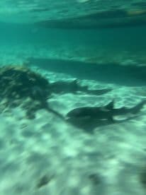 Underwater view of sharks gliding over the sandy ocean floor, showcasing the beauty of marine wildlife in their natural habitat.