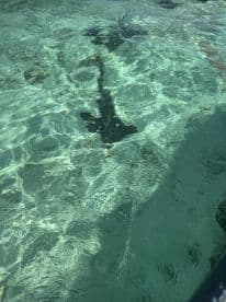 An unclear underwater image, possibly depicting marine life or underwater features, but lacking identifiable details.