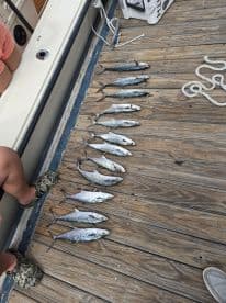 A successful fishing trip showcased on the deck of a boat, featuring an impressive catch of fish laid out for display — perfect for anglers and fishing enthusiasts.