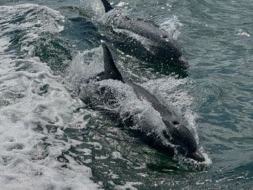 Two dolphins swim playfully through the waves, showcasing the beauty of marine wildlife in their natural habitat.