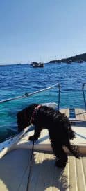 A dog enjoys the view from the bow of a boat, surrounded by clear blue waters and other vessels in the background, capturing the essence of a fun day on the water.
