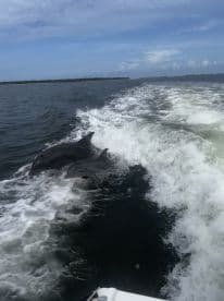 A captivating moment capturing dolphins swimming alongside a boat, showcasing the beauty of marine wildlife in their natural habitat.
