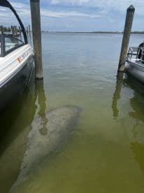 A serene view of a manatee swimming near the dock, showcasing the beauty of wildlife in coastal waters.