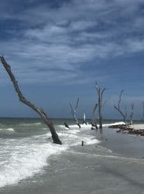 A scenic view of a beach with weathered trees along the shoreline, capturing the natural beauty of the coastal landscape.
