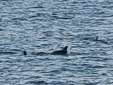 A captivating glimpse of dolphins swimming in the ocean, showcasing the beauty of marine wildlife in their natural habitat.