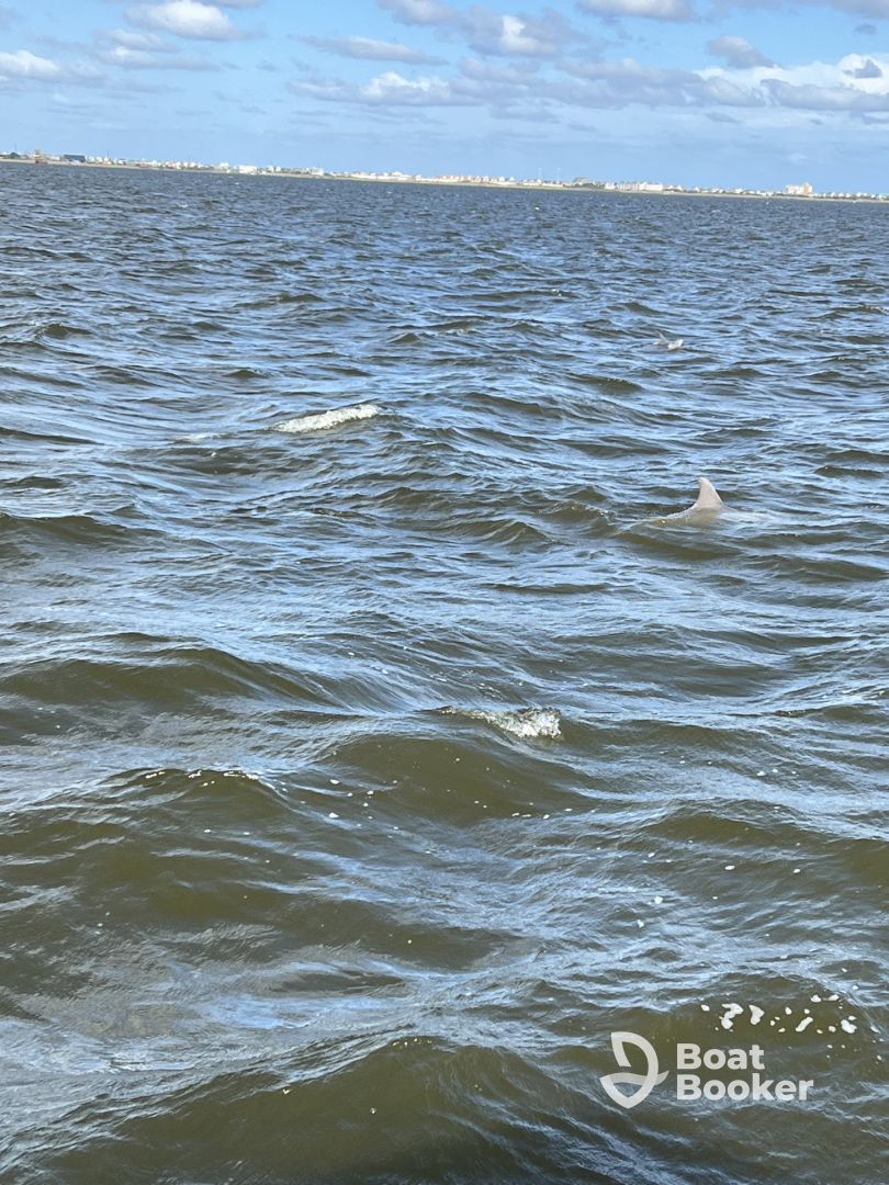 Great Experience! So many dolphins!