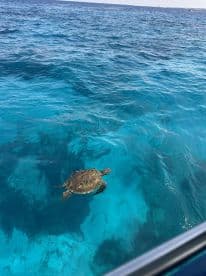 A serene view of a turtle swimming gracefully in crystal-clear waters, showcasing the beauty of marine wildlife in its natural habitat.