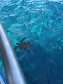 A serene underwater view of a turtle swimming in crystal-clear waters, showcasing the beauty of marine wildlife.