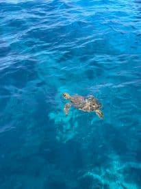 A serene moment capturing a turtle swimming in crystal-clear waters, showcasing the beauty of marine wildlife in its natural habitat.