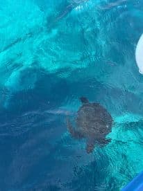 A serene underwater view of a turtle swimming in crystal-clear waters, showcasing the beauty of marine wildlife.