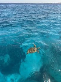 A serene view of a turtle swimming gracefully in crystal-clear waters, showcasing the beauty of marine wildlife.