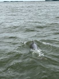 A dolphin gracefully swims through the water, showcasing the beauty of marine wildlife in its natural habitat.