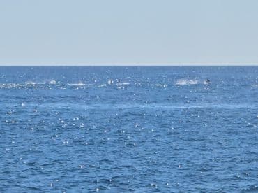 A captivating scene of dolphins swimming in the open ocean, showcasing the beauty of marine wildlife in their natural habitat.
