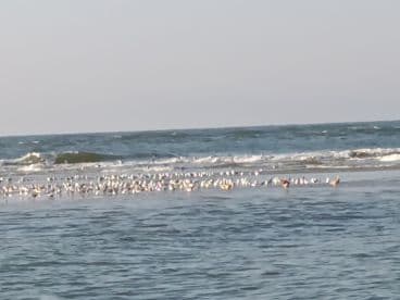 A serene beach scene featuring a flock of seagulls gathered along the shoreline, showcasing the beauty of coastal wildlife.