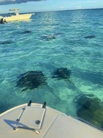 Guests enjoy a close encounter with stingrays in the clear waters, showcasing a unique wildlife experience in a tropical paradise.